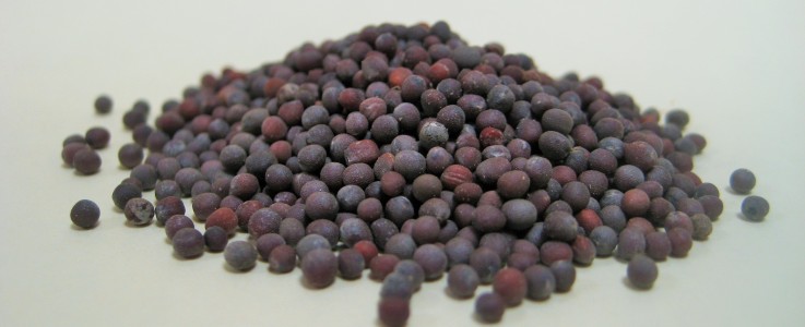 Rye Spice Black Mustard Seed